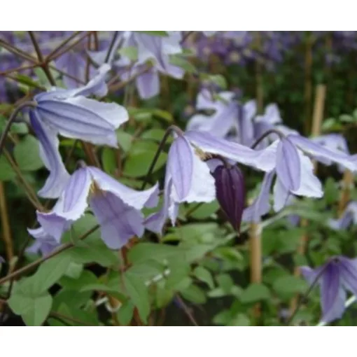 Clematis Blue Boy blue