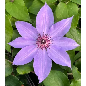 Clematis Blue Ravine