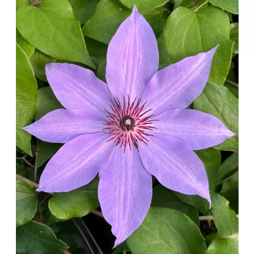 Clematis Blue Ravine