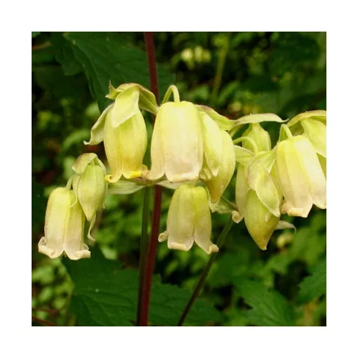 Clematis camp. rehderiana