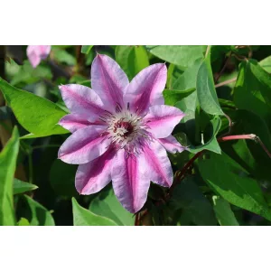 Clematis Capitaine Thuilleaux