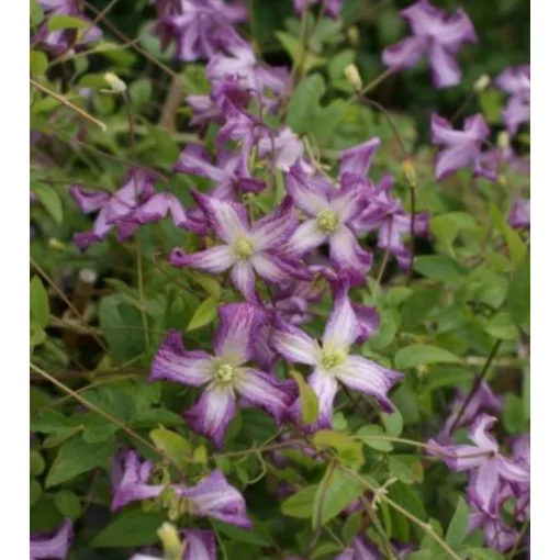 Clematis Cicciolina