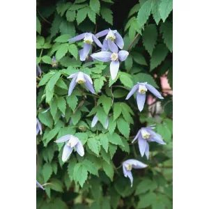 Clematis Columbine