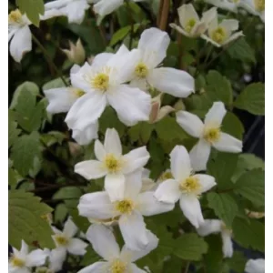 Clematis Da Yun