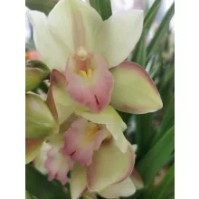 Csónakorchidea - Cymbidium 7 (3 ág)