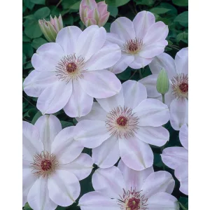 Clematis Dawn
