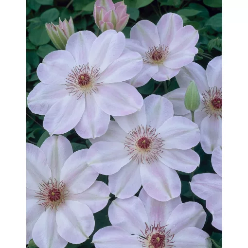 Clematis Dawn