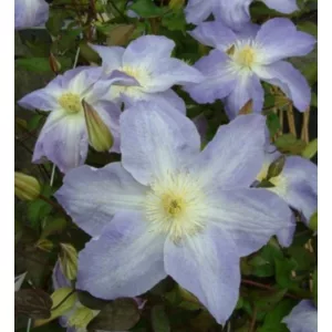Clematis Diana