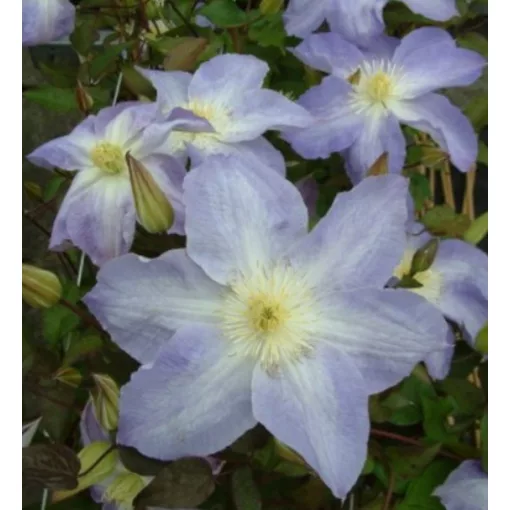 Clematis Diana