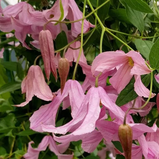 Clematis div. Pink Delight pink