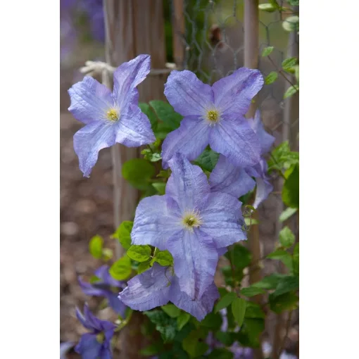 Clematis Dominika