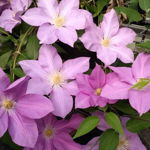 Clematis Dorothy Tolver
