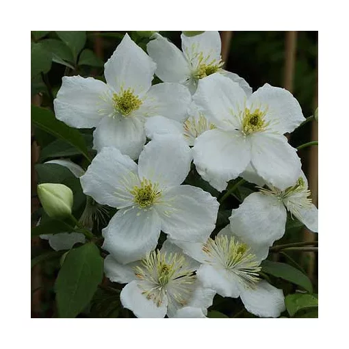 Clematis Elten white