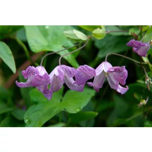 Clematis Elvan