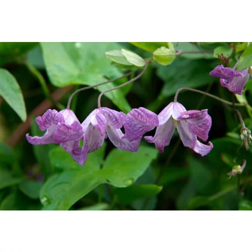 Clematis Elvan