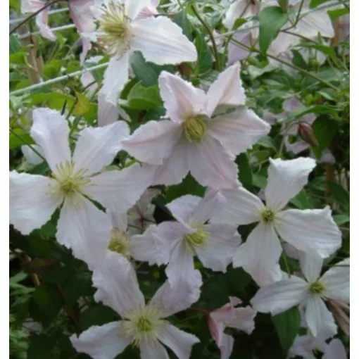 Clematis Entel