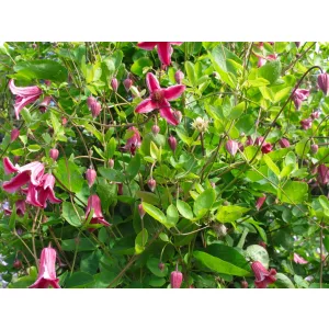 Clematis Etoile Rose