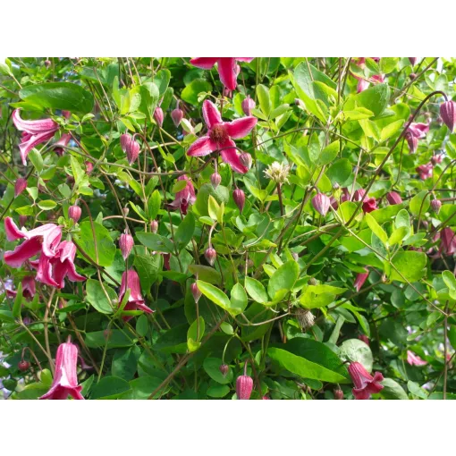 Clematis Etoile Rose