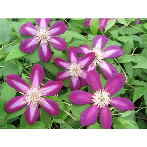 Clematis Firefly