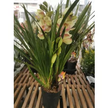 Csónakorchidea - Cymbidium 7 (3 ág)