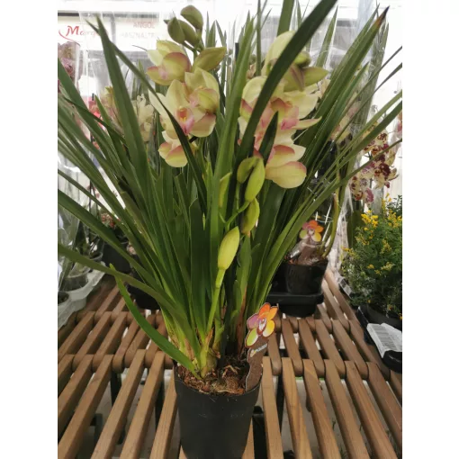 Csónakorchidea - Cymbidium 7 (3 ág)