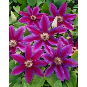 Clematis Fireworks