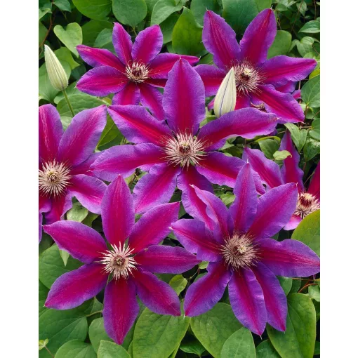 Clematis Fireworks