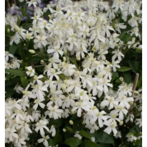 Clematis flam. Pamela white