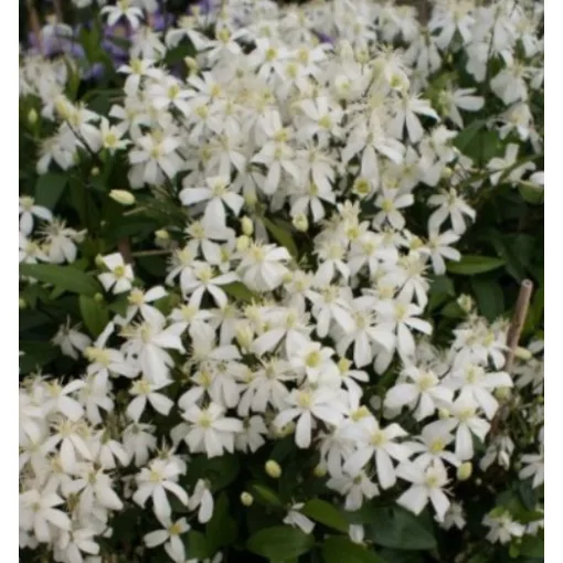 Clematis flam. Pamela white