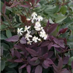 Clematis flam. recta Purpurea white
