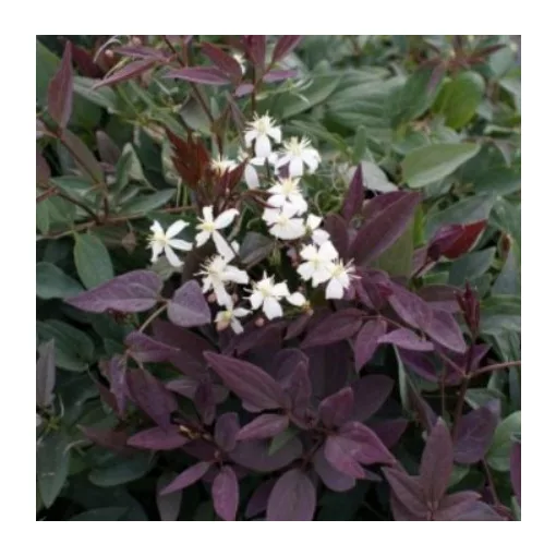 Clematis flam. recta Purpurea white