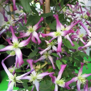 Clematis flam. Triternata Rubromarginata