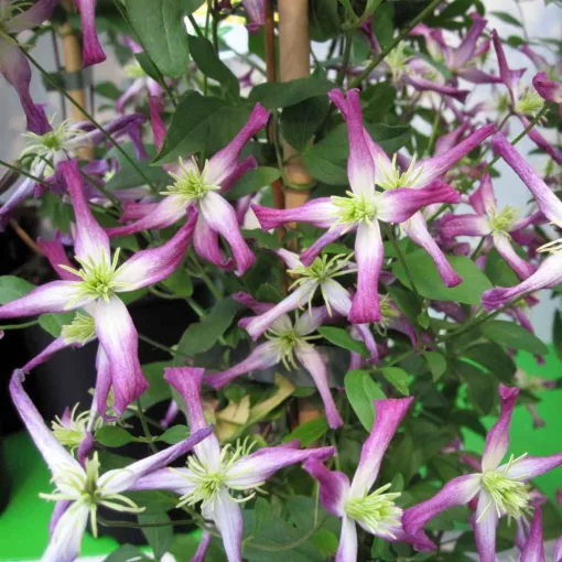 Clematis flam. Triternata Rubromarginata