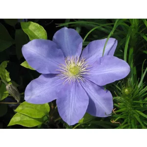Clematis Fujimusume