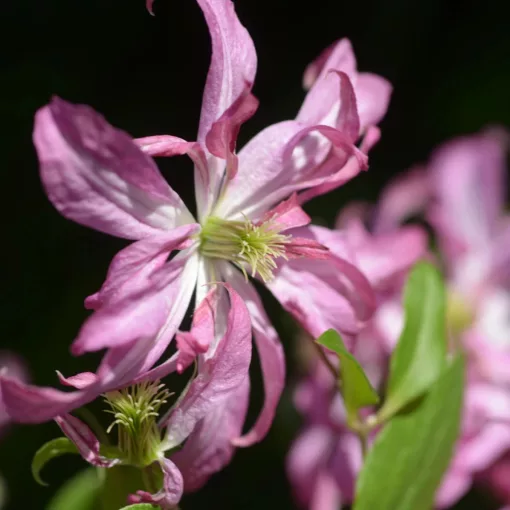 Clematis GLORIOUS SURPRISE
