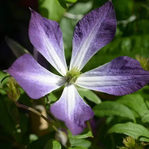 Clematis GLORIOUS®CLOUD
