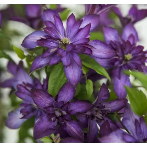 Clematis GLORIOUS®™ DAY