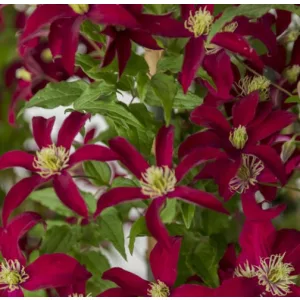 Clematis GLORIOUS®™ RED
