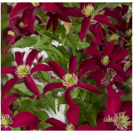 Clematis GLORIOUS®™ RED