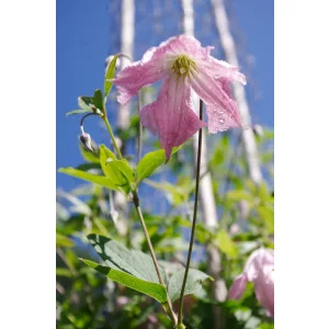Clematis Hagelby Pink pink