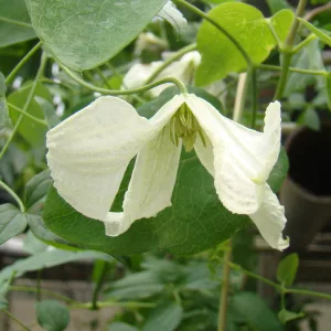 Clematis Hagelby White white