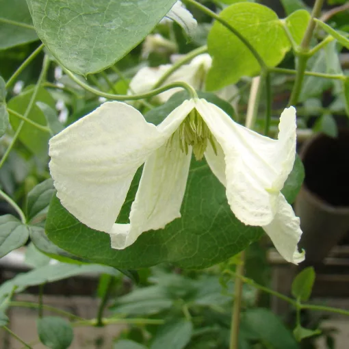Clematis Hagelby White white