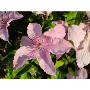 Clematis Hagley Hybrid