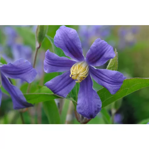 Clematis Juuli