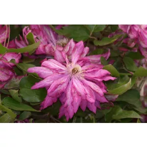 Clematis Kaen