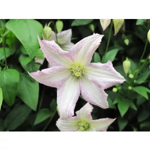 Clematis Little Nell