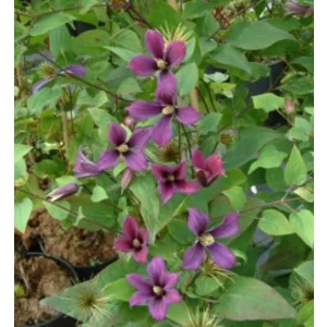 Clematis Lord Herschell