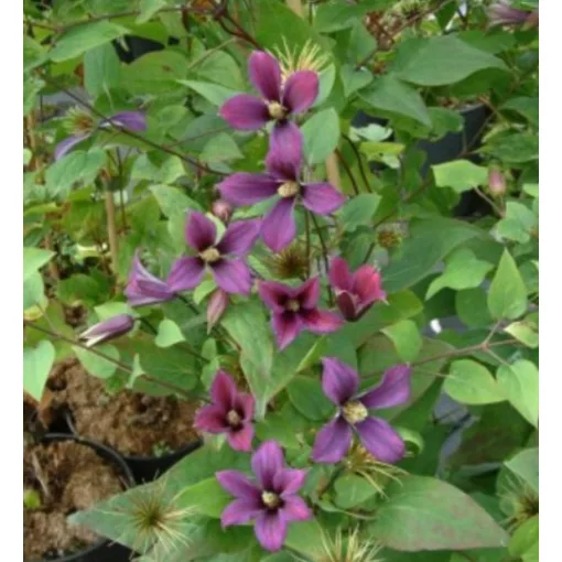 Clematis Lord Herschell