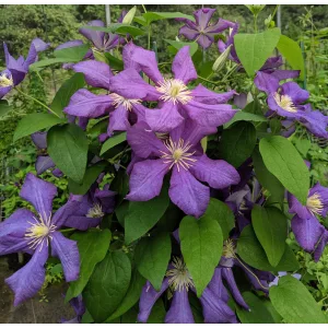 Clematis Luther Burbank