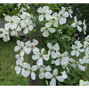 Clematis Maria Cornelia